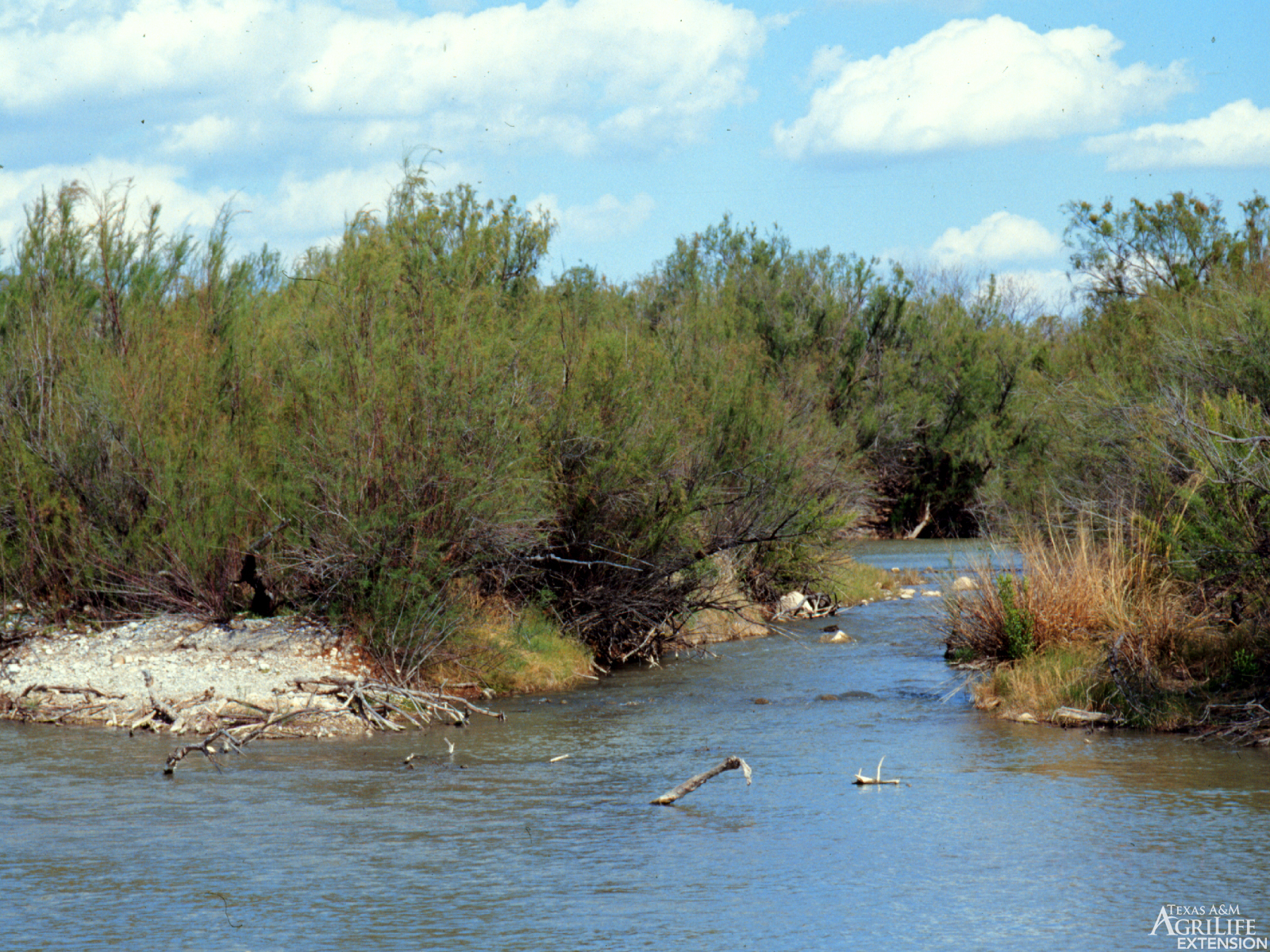 Plants Of Texas Rangelands Saltcedar Tamarisk plants-of-texas-rangelands-saltcedar-tamarisk