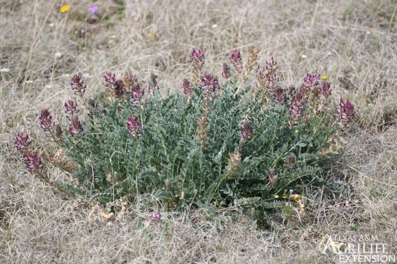 Plants of Texas Rangelands » Woolly loco, Woolly locoweed