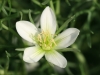African Rue: Flower