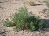 African Rue: Whole Plant