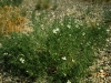 African Rue: Whole Plant