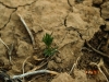 African Rue: Seedling