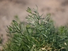 African Rue: Leaf
