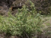 Algerita, Desert holly: Whole Plant