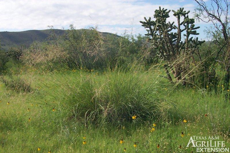 Plants of Texas Rangelands » Alkali sacaton