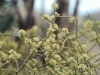 Allthorn, Crown of Thorns: Flower