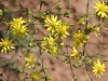 Annual broomweed, Common broomweed: Flower