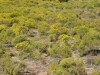 Annual broomweed, Common broomweed: Population