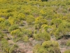 Annual broomweed, Common broomweed: Population