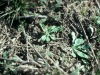 Annual broomweed, Common broomweed: Seedling