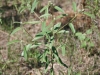 Annual croton: Texas croton: Whole Plant