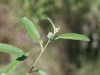 Annual croton: Texas croton: Fruit