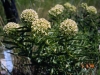 Antelopehorn milkweed: Whole Plant