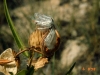 Antelopehorn milkweed: Fruit