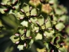 Antelopehorn milkweed: Flower