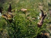 Antelopehorn milkweed: Whole Plant