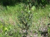 Ashe juniper, Blueberry juniper: Seedling