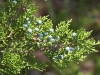 Ashe juniper, Blueberry juniper: Fruit