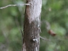 Ashe juniper, Blueberry juniper: Stem