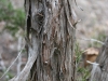 Ashe juniper, Blueberry juniper: Stem