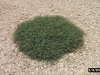 Austrailian saltbush: Whole Plant
