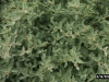 Austrailian saltbush: Leaf