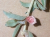 Austrailian saltbush: Fruit