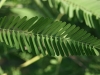 Bag-Pod Sesbania: Leaf