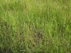 Bahiagrass: Whole Plant