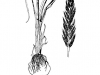 Barnyardgrass: Whole Plant