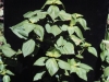 Beefsteak-plant, Perilla mint: Whole Plant