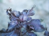 Beefsteak-plant, Perilla mint: Leaf
