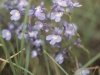 Berlandier lobelia: Flower