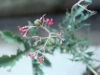 Berlandier nettle spurge: Fruit