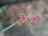 Berlandier nettle spurge: Flower