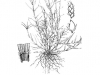 Bermudagrass: Whole Plant