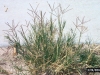 Bermudagrass: Whole Plant