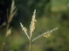 Big bluestem: Flower