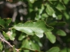 Bigelow shinoak, Scalybark oak, White shinoak: Leaf