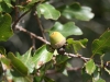 Bigelow shinoak, Scalybark oak, White shinoak: Fruit