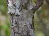 Bigelow shinoak, Scalybark oak, White shinoak: Stem