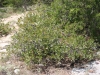 Bigelow shinoak, Scalybark oak, White shinoak: Whole Plant