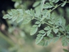 Bishop's Weed, Greater Ammi: Leaf
