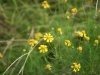 Bitter sneezeweed, Basin sneezeweed: Flower