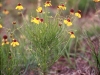 Bitter sneezeweed, Basin sneezeweed: Whole Plant