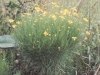 Bitter sneezeweed, Basin sneezeweed: Whole Plant