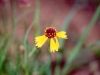Bitter sneezeweed, Basin sneezeweed: Flower