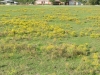 Bitter sneezeweed, Basin sneezeweed: Population