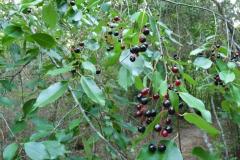 Black Cherry Fruit