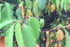 Black Cherry Leaves